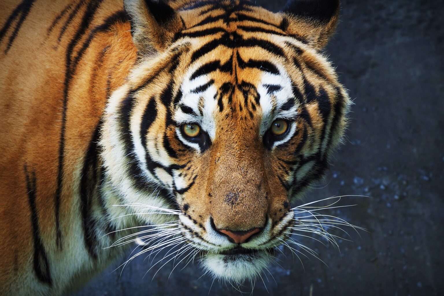 Conoce Todo Sobre Panthera Tigris O “Tigre” Para Los Amigos ...